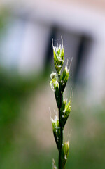 photo of a green spider