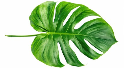 Isolated Monstera leaf showing top and bottom sides on white background