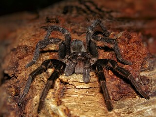 Big spider on the ground