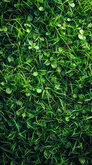 Lush Manicured Green Grass Texture for Sports Field, Garden Lawn or Pitch Wallpaper, Perfectly Maintained Turf with Clover Leaves, Ideal for Nature Background or Landscaping Projects