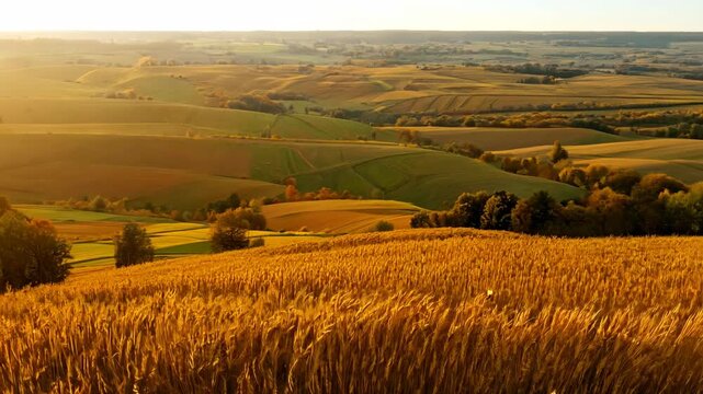 Golden Wheat Field at Sunset