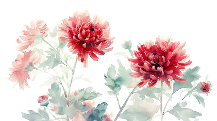 Watercolor Red chrysanthemums with feathering, soft and flowing, elegant and delicate, light and airy, clean white background