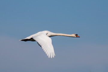The swan, Cygnus olor, flying against the sky - Barycz Valley. One large bird in the sky, a loner in the air, a symbol of freedom and independence, one of the largest birds in the world