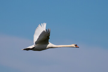 The swan, Cygnus olor, flying against the sky - Barycz Valley. One large bird in the sky, a loner in the air, a symbol of freedom and independence, one of the largest birds in the world
