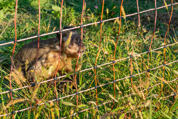 Wild animals in an open ZOO