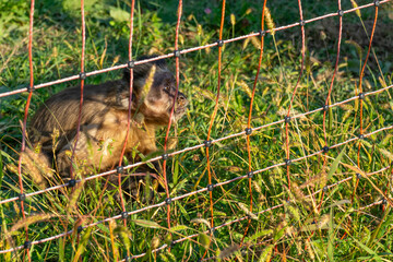 Wild animals in an open ZOO