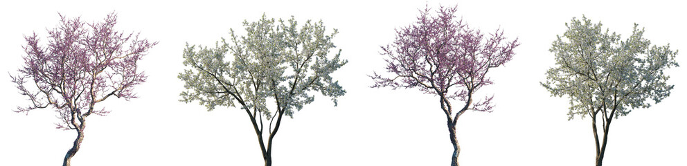 Set of Cercis siliquastrum and Cherry Tree White frontal set street blossoming trees isolated png on a transparent background perfectly cutout
