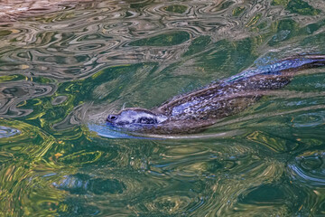 Wild animals in an open ZOO