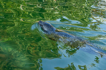 Wild animals in an open ZOO