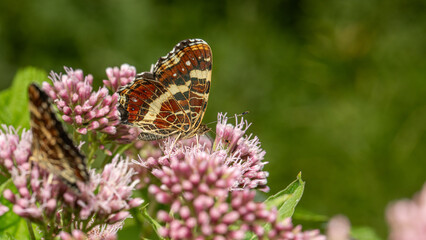 Schmetterling