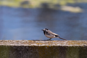 White Wagtail Motacilla alba on a wooden board, little bird on the edge, pier over the lake, pier over the water - bird watching