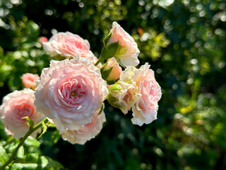 Bunch of delicate pink roses