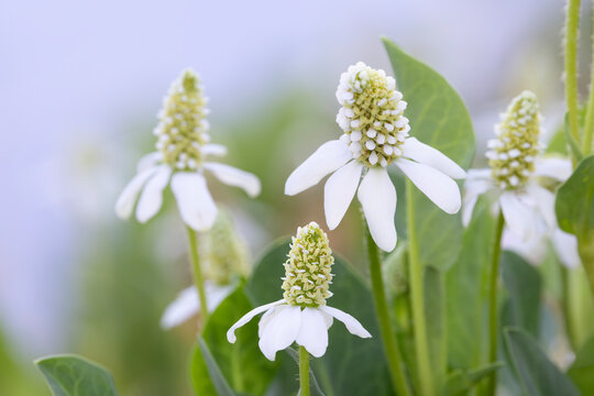 Close up of Yerba Mansa, a medicinal flowering native herb growing at Agua Caliente Park in Tucson, Arizona