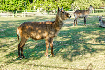 Wild animals in an open ZOO