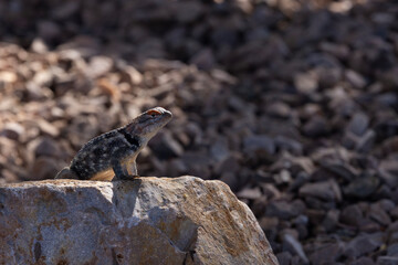One Spiny Lizard gazes outward from position on large boulder in arid, hot Arizona