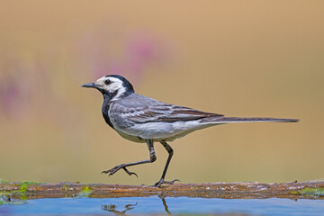 White Wagtail, Motacilla alba, walking by the water.