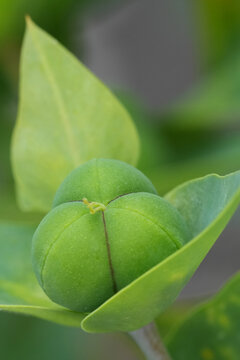 Vertical closeup on the green leaves with a seedbox of the caper or paprer spurge, Euphorbia lathyris