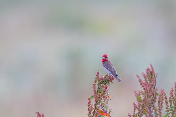 Red-coloured bird, standing on a branch. Common Rosefinch (Carpodacus erythrinus)