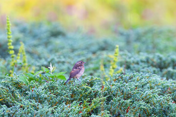 Young Northern Wheatear (Oenanthe oenanthe) on plants in sunrise light.