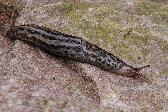 Ein schnegel kriecht &uuml;ber einen stein, limax maximus