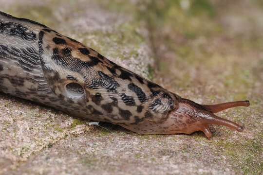 Ein schnegel kriecht &uuml;ber einen stein, limax maximus