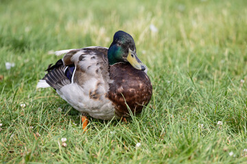  A male (drake) Mallard (Anas platyrhynchos) standing on grass.