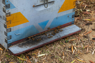 Olive grove and small colorful beehives on the island of Thassos in Greece.