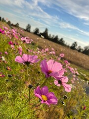 flowers in the meadow