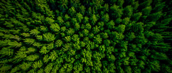Aerial View of Lush Forest Canopy.