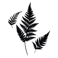 Fern Leaves  vector silhouette, isolated white background.