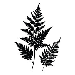 Naklejka premium Fern Leaves vector silhouette, isolated white background.