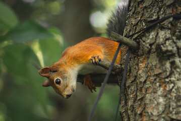 Squirrel