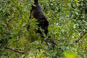 howler monkey in a tree in Costa Rica