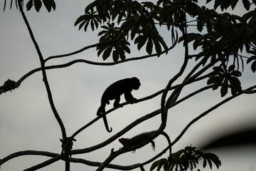 howler monkey in a tree in Costa Rica