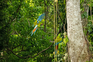 beautiful great green macaw in Costa Rica © Diana