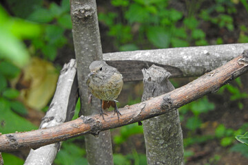 phoenicurus ochruros black redstart bird photo
