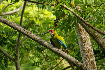 beautiful great green macaw in Costa Rica