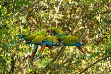 beautiful great green macaw in Costa Rica