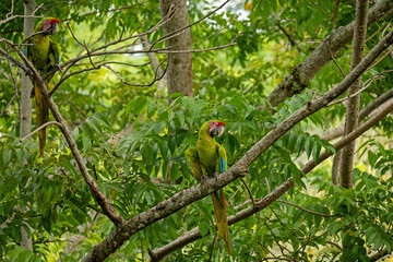 beautiful great green macaw in Costa Rica