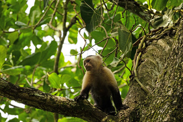 capuchin monkey in the Cahuita National Park in Costa Rica