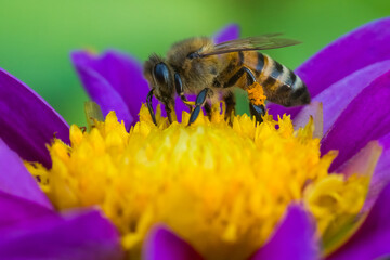 A Bee is Continually Gathering Pollen from a Beautiful Vividly Colored Violet Flower in Mid-Summer