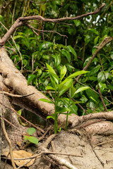 plants in the Cahuita National Park in Costa Rica with view towards Cahuita