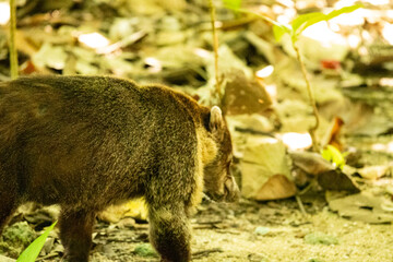 coati in Cahuita in Costa Rica