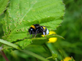 bee wasp on leaf summer