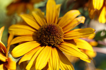 a single Heliopsis helianthoides 'BURNING HEARTS' rough oxeye, false sunflower	