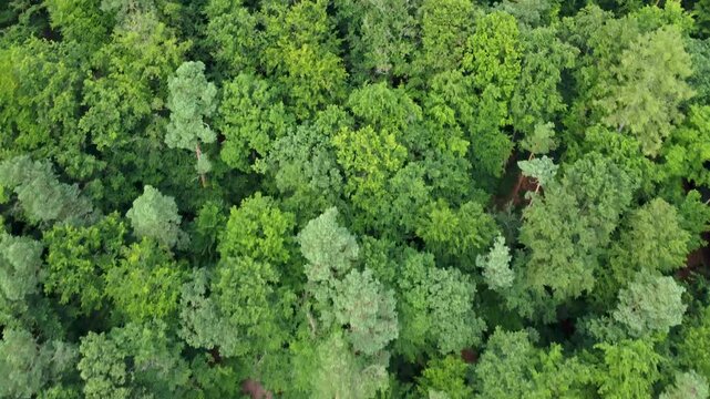 Vogelperspektive auf deutschen Mischwald in Hessen, Deutschland