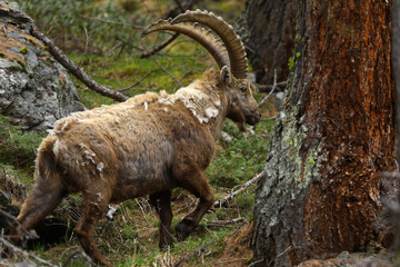 ibex in the forest, Alpine ibex in the wild in the mountains of switzerland