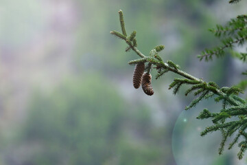 Cones on a branch, blurred natural background with display for text