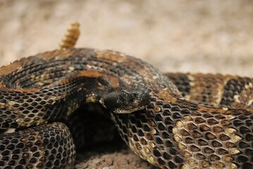 Gorgeous Timber Rattlesnake Black Phase