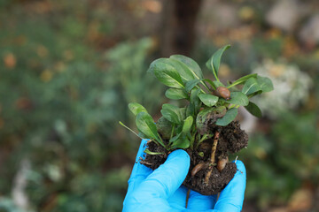 Man in glove handles plant with slugs, pest control in garden